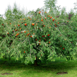    Sorbus aucuparia Pendula  